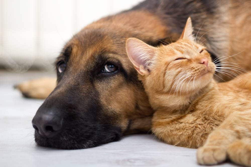 Custody of the Family Pet in a Divorce in Arizona. Custody of the Family Pet in a Divorce in Arizona.